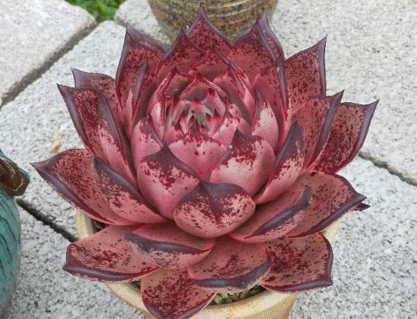 To make succulent plants fat, it is not difficult to control the thickening of watering leaves.