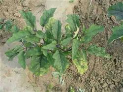 Control methods of Verticillium wilt of chrysanthemum