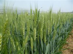 Which diseases and insect pests should be paid attention to during the filling stage of wheat?