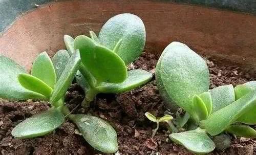 Sometimes succulent plants grow crooked. Do you know which side to bask in?