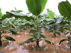 How to remedy the banana after being damaged by waterlogging?