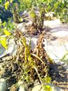 How to effectively control potato late blight?