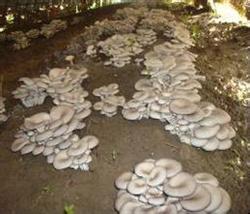 Miscellaneous bacteria harming Pleurotus ostreatus and its control