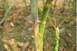 How to prevent and cure asparagus stem blight?