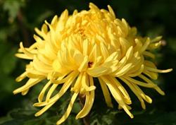 How to make chrysanthemums blossom all the year round