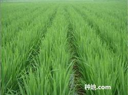 How to control diseases and insect pests in rice?