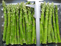 How can asparagus be planted with high yield?