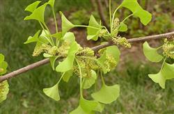 How to make ginkgo early blossom and early fruit