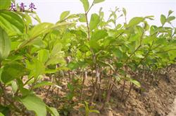 How to grow big green jujube?