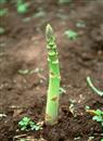 How to fertilize asparagus seedlings?