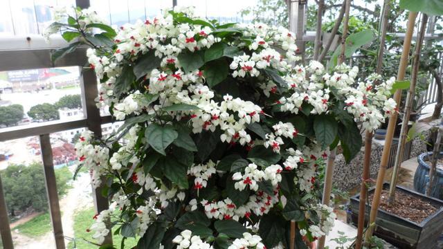 This new type of potted flowers has a strange and beautiful flower pattern, blossoms diligently and is super easy to raise, and can also be used as bonsai.