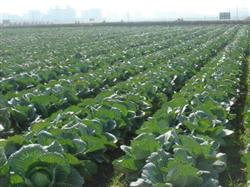 How to apply fertilizer to grow pollution-free cabbage?