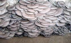 Pleurotus ostreatus can be cultivated by two-stage mushroom production method.