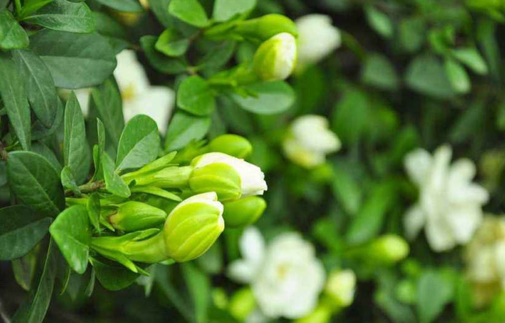 What if such a beautiful gardenia flower is destroyed by scale insects? Teach you a few tricks to deal with it.