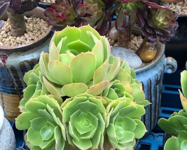 The lack of root growth and germination of succulent plants after planting has something to do with the soil.