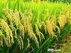 How can hybrid rice be planted with high yield?