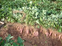 What can be done to increase the yield of sweet potatoes?