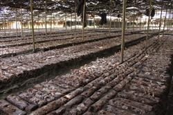 How to improve the efficiency of mushroom cultivation