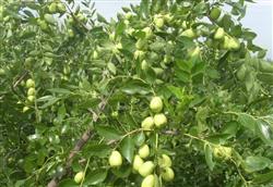 How to manage jujube trees?