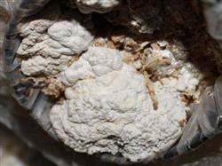 Causes of abnormal fruiting body of Pleurotus ostreatus