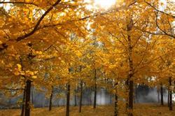 Management of cultivation techniques of Ginkgo biloba in different time