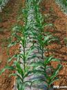 How to cultivate corn with plastic film?