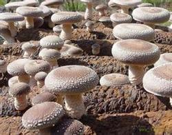 Control of Diseases and insect pests in the cultivation of Lentinus edodes