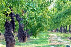 How to manage the jujube garden in summer?