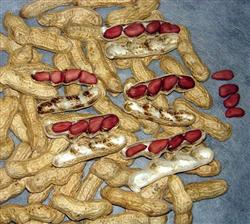 How to cultivate fresh peanuts