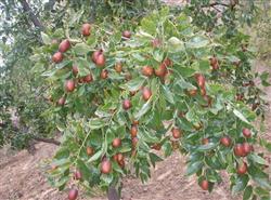 What should be paid attention to in jujube management?