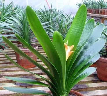 After the weather is cool, Clivia is watered with root-raising water to grow a lattice leaf. 3 arrows are easy to use