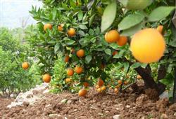 How to manage the cultivation of navel oranges?