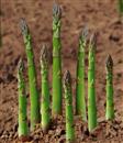 How to raise seedlings when asparagus is planted in spring?