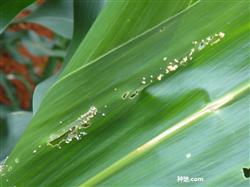 What are the main diseases and insect pests of sweet corn?