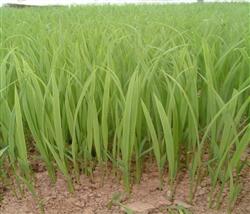 What are the main diseases and insect pests of rice?