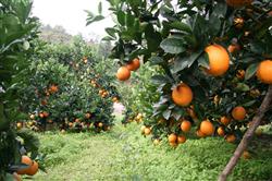 What are the main diseases of navel orange?