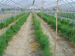 How to grow pollution-free asparagus?