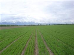 How to manage spring wheat?