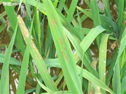 Is there any good way to control diseases and insect pests in rice?