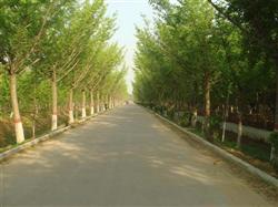 Skillfully pruning and dwarfing Ginkgo biloba to get high yield