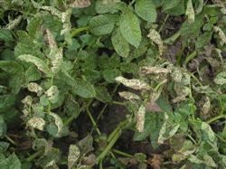 How to treat potato early blight?