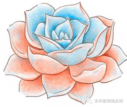 Introduction to coloring methods of succulent plants