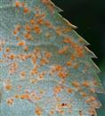 Symptoms and control methods of rose rust