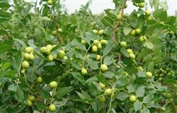 How to manage jujube trees in summer?