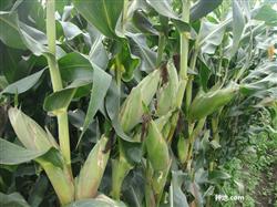 How to top-fertilize corn for high yield?