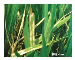 How to reduce drug damage by chemical control of rice diseases and insect pests?