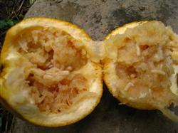 Is there any way to prevent insect damage and fruit drop of navel orange?