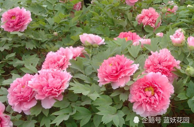 The peony flower blossoms beautifully in this way in spring.