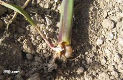 How does sweet corn control underground pests?