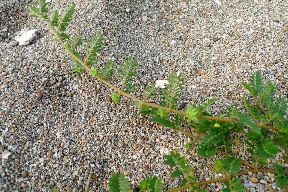 This kind of wild fruit covered with thorns is tiresome on the body, but it is a good medicine for eyesight.